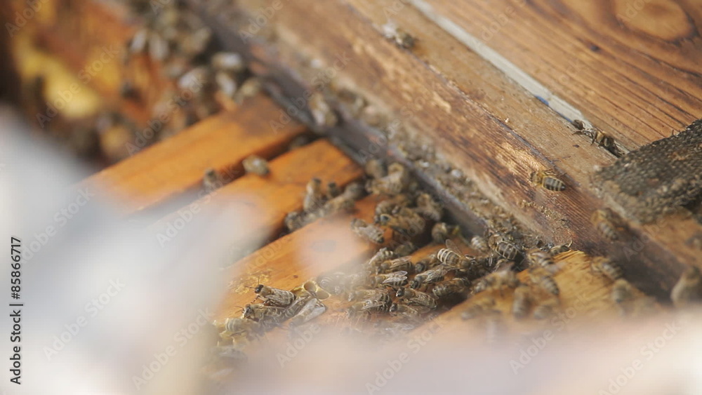 beehive with bees beehive with bees