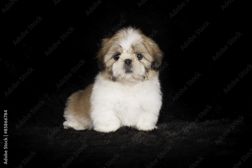 Chiot Shih-Tzu en studio sur fond noir Chiot Shih-Tzu en studio sur fond noir