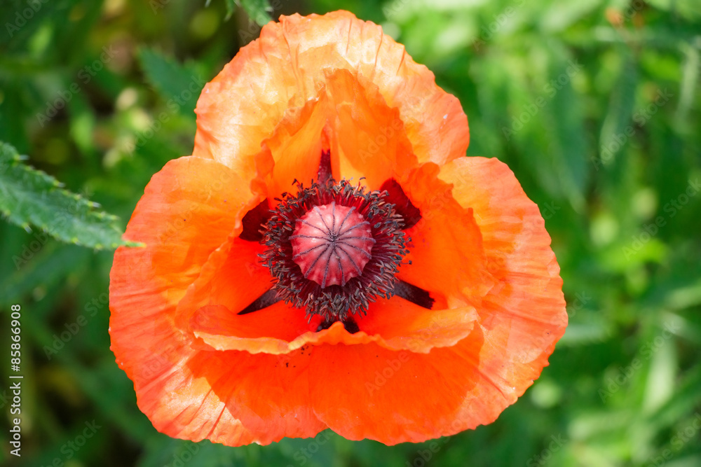 Red poppy flowers