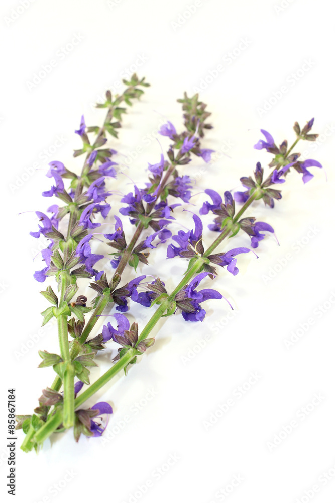 Naklejka premium Salbei