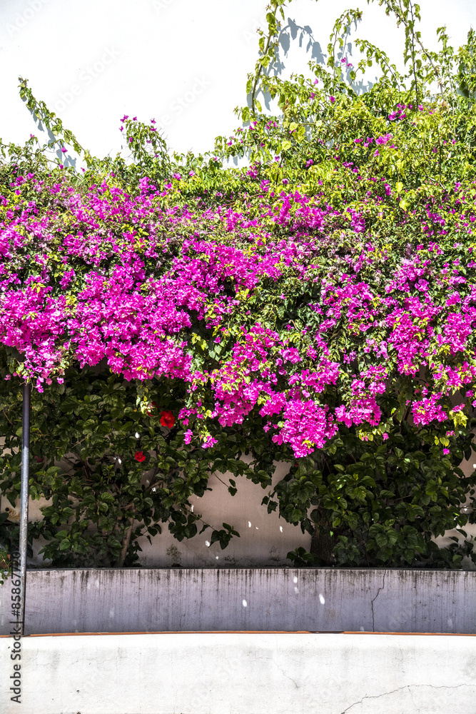 Bougainvillea in Grounds of Church of Saint Vicente of Fora