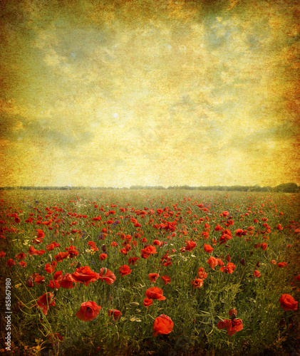 Fototapeta Naklejka Na Ścianę i Meble -  Photo of a poppies pasted