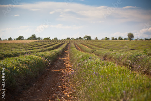 Harvested lavender field