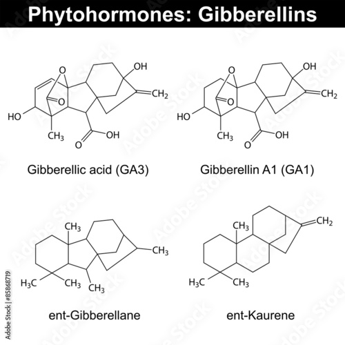 Gibberellins - phytohormones