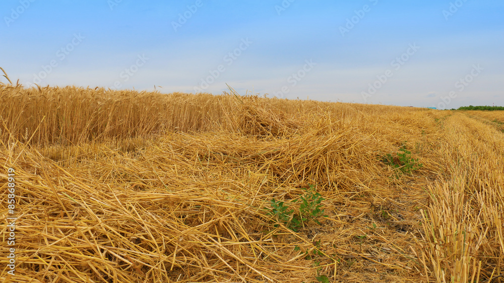 The rice filed after harvested