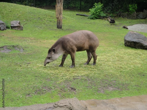 Flachlandtapir photo