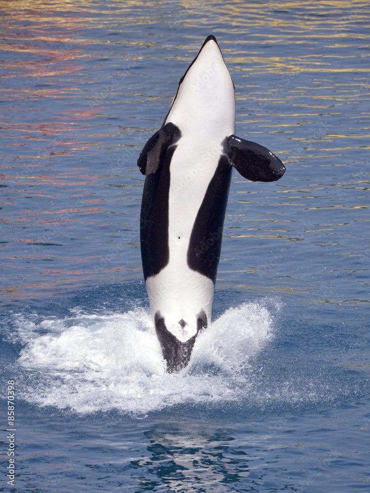 Obraz premium Orka wyskakująca z wody