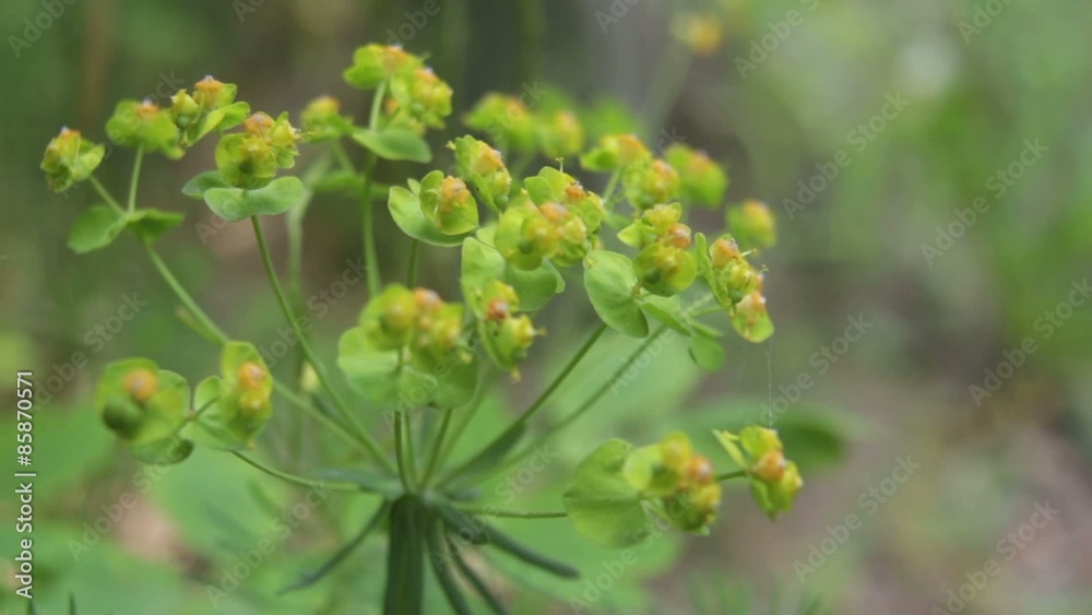 Sweet Little Flower stack. Something like a bush. Sweet Little Flower stack. Something like a bush.