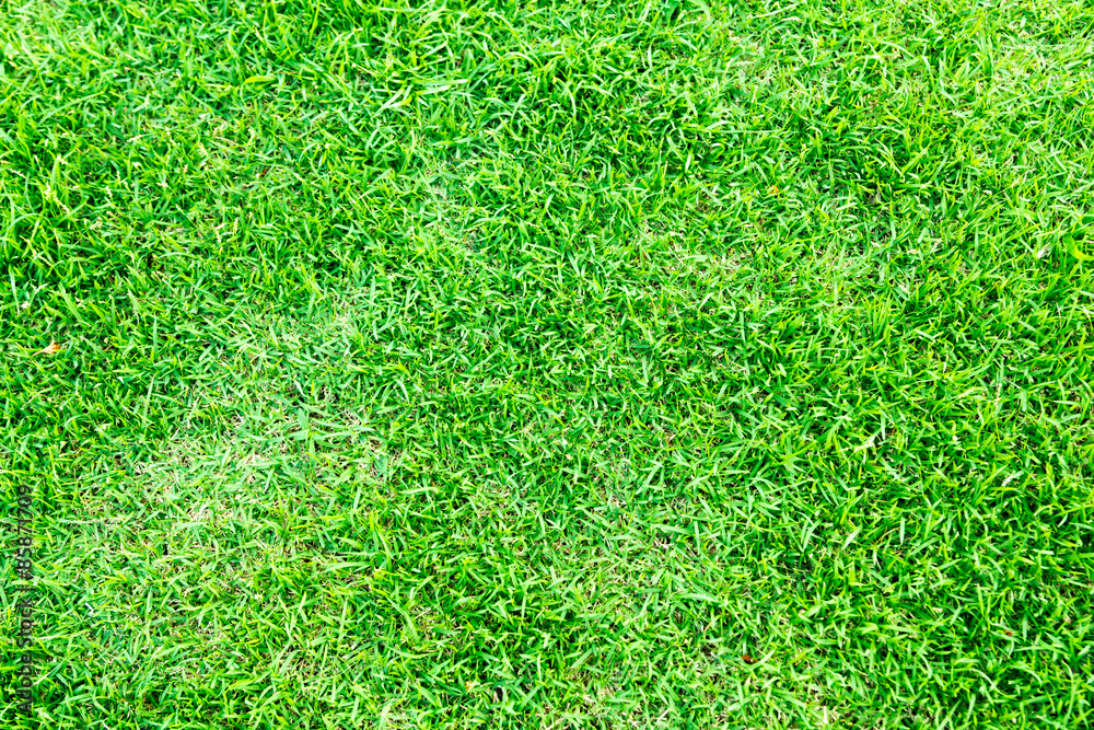 Fototapeta premium Grass texture