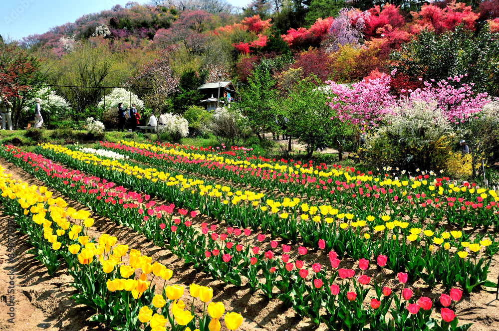 福島県　桃源郷「花見山公園」