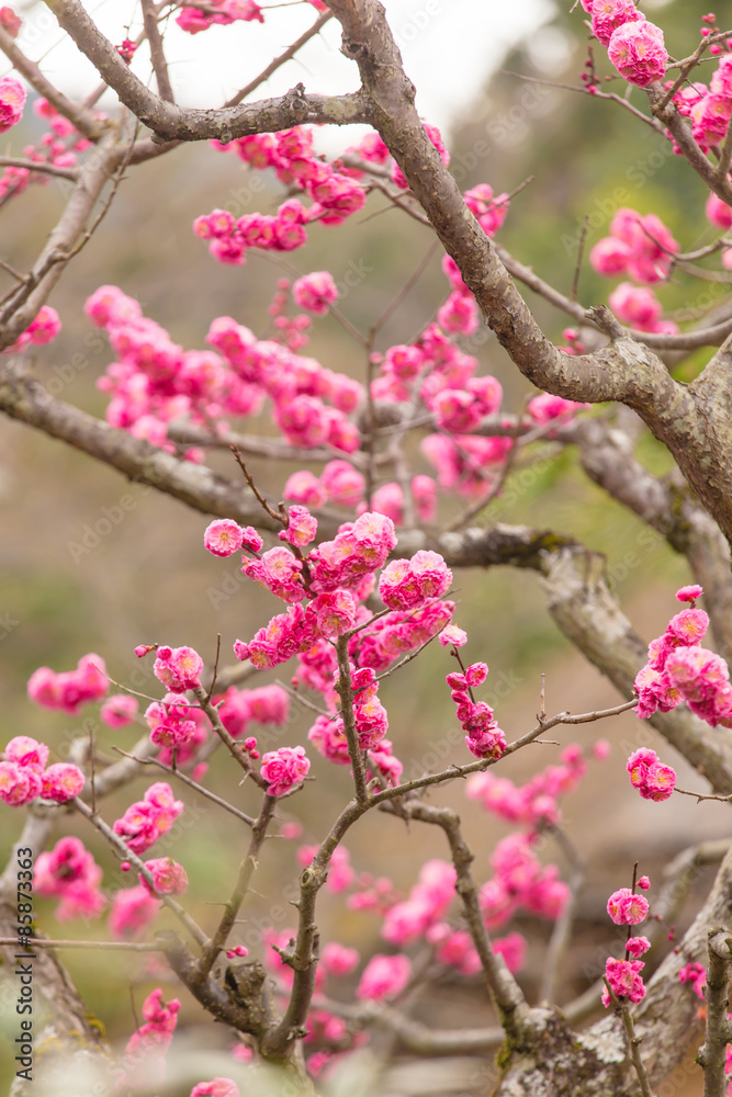 autiful pink cherry blossom (Sakura) flower at full bloom in Japan autiful pink cherry blossom (Sakura) flower at full bloom in Japan