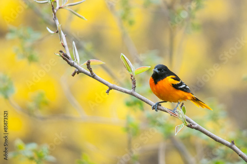 Baltimore Oriole