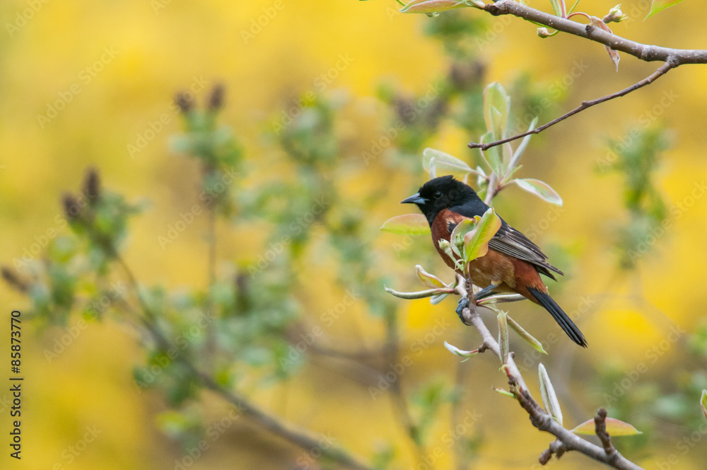 Obraz premium Orchard Oriole