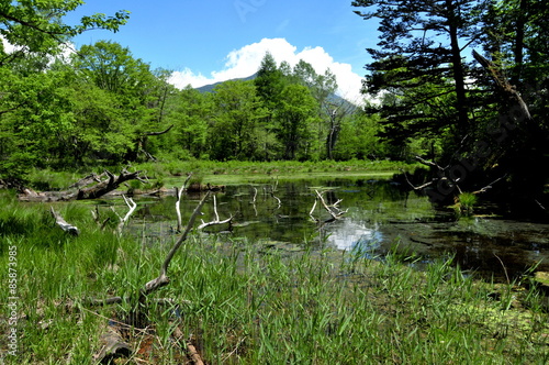 栃木県　日光国立公園　戦場ヶ原の泉門池 photo