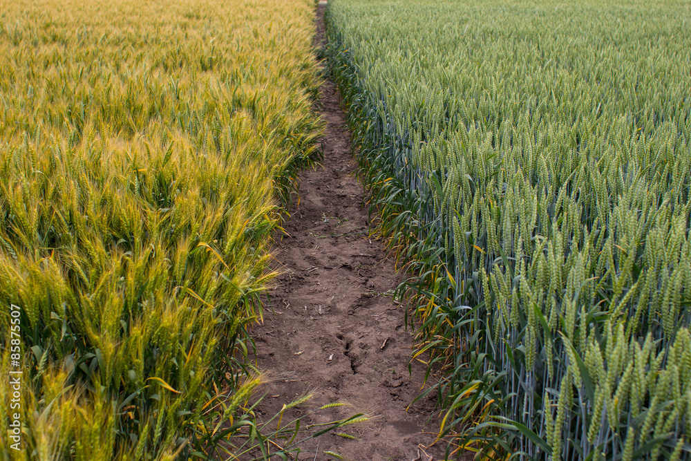 wheat field on a summer day wheat field on a summer day