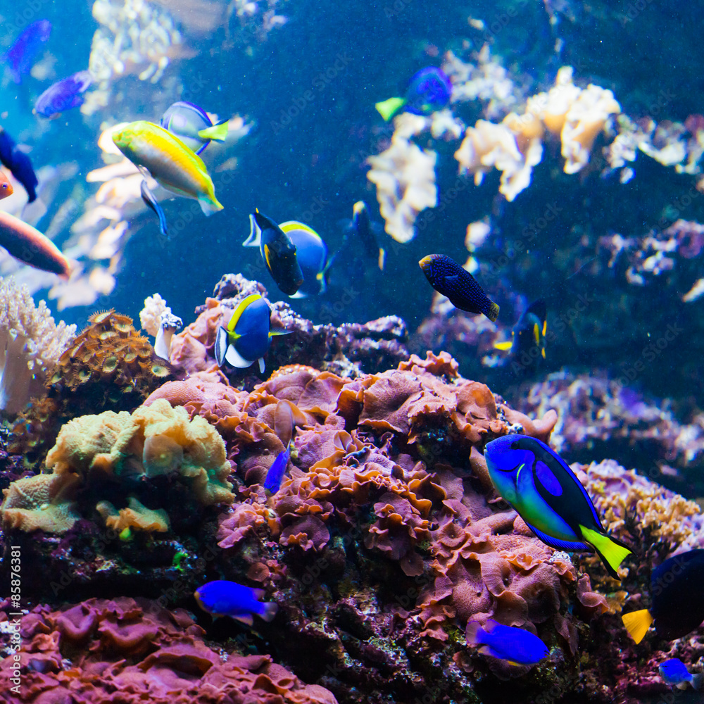 Fototapeta piękny podwodny świat z koralowcami i tropikalnymi rybami
