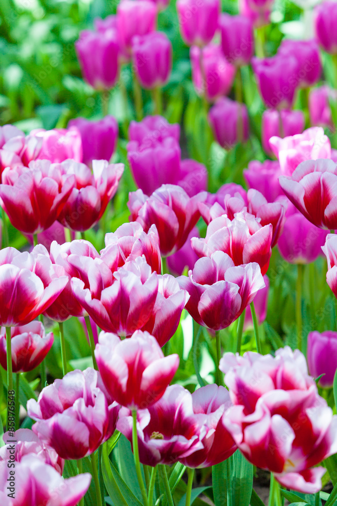 Tulip. Beautiful tulips. colorful tulips. tulips in spring,colou Tulip. Beautiful tulips. colorful tulips. tulips in spring,colou