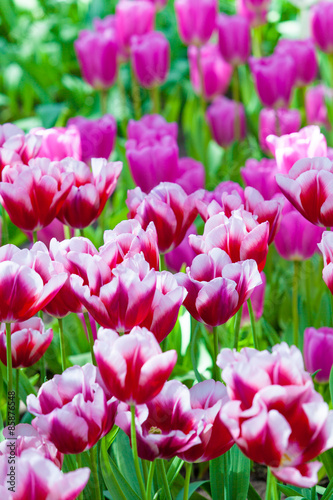 Tulip. Beautiful tulips. colorful tulips. tulips in spring colou