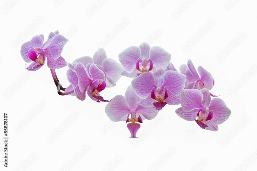 Purple orchids on white Purple orchids on white