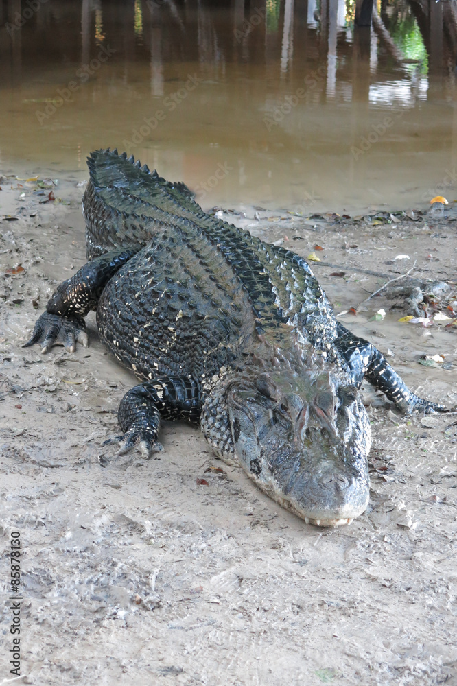 Fototapeta premium Caiman (Caimaninae) at Yacuma river. Madidi National Park, Bolivia