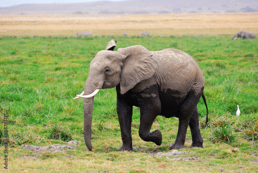 Adult African elephant in the swamp