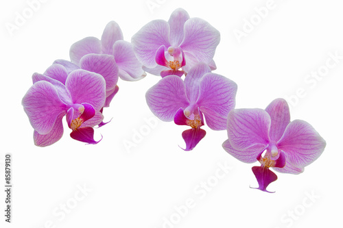 Purple orchids on white