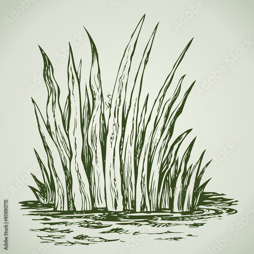 Green grass. Vector drawing