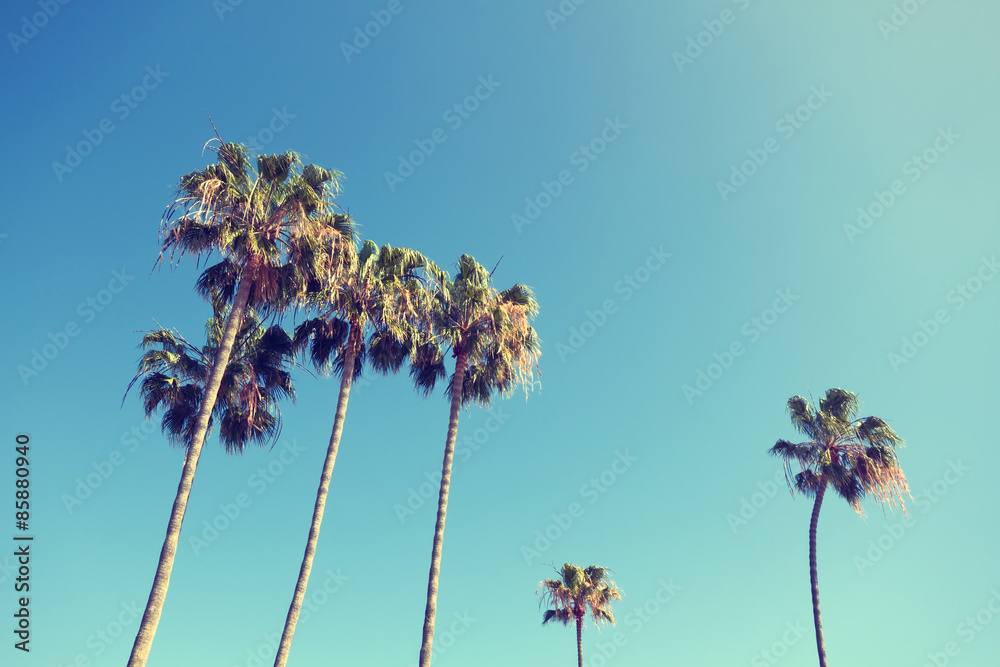 Fototapeta premium California Palm Trees in Retro Style