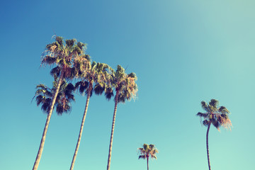 Wandcirkels Palmboom Californische palmbomen in retrostijl  © Sumiko Scott