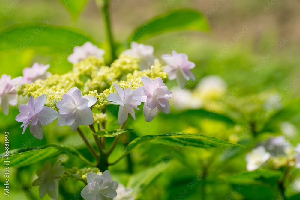 紫陽花
紫陽花