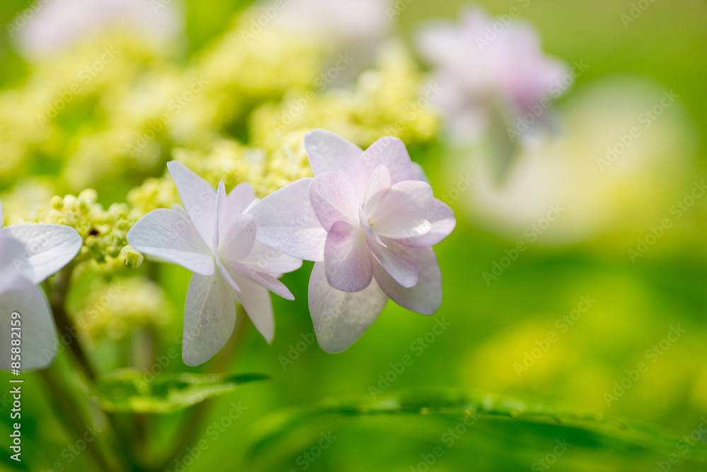 紫陽花
紫陽花