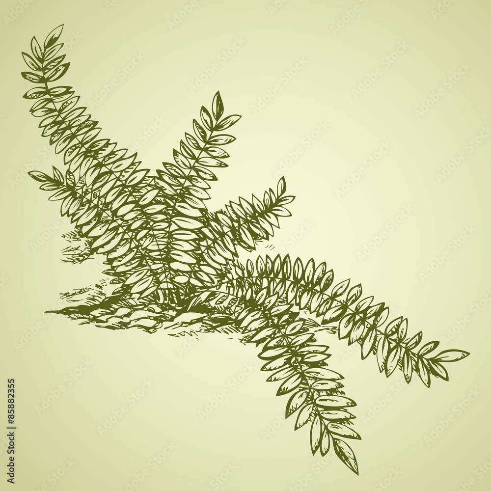Naklejka premium Fern. Vector drawing