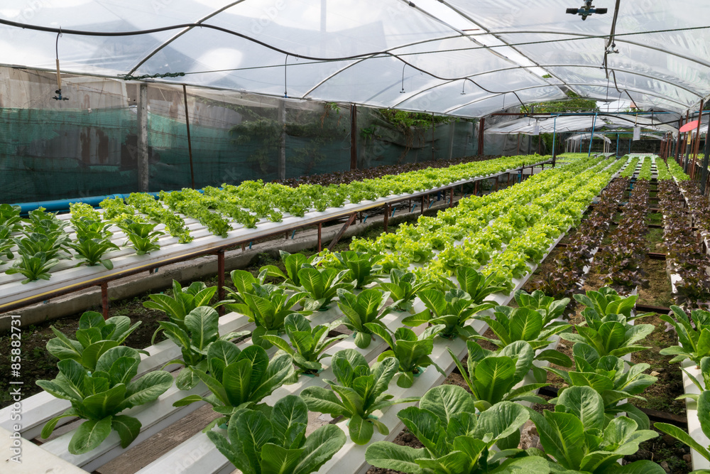 Hydroponic vegetables growing in greenhouse Hydroponic vegetables growing in greenhouse