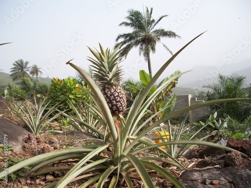 Pineapple Plant © Inspirational Living