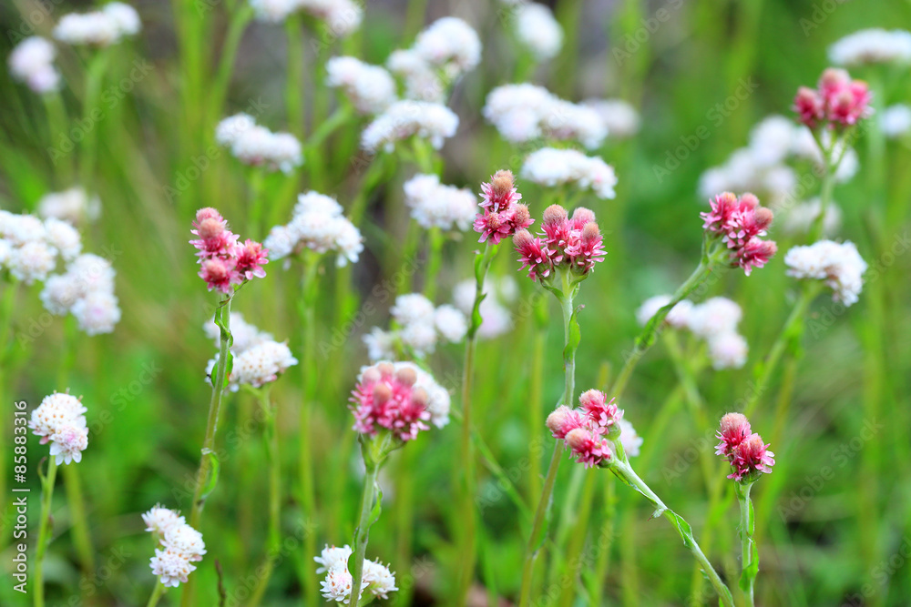 Antennaria dioica Antennaria dioica