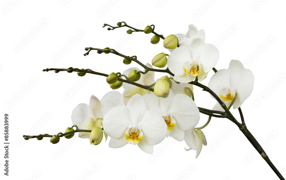 Obraz premium White orchid on white isolated background