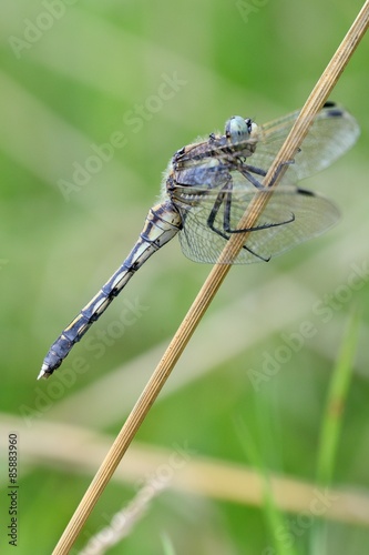 Orthetrum albistylum, female photo