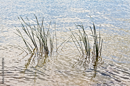 Reed in water © kostrez