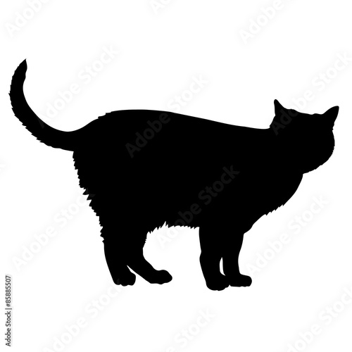 Cat Silhouette