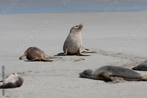 Australischer Seelöwe am Strand