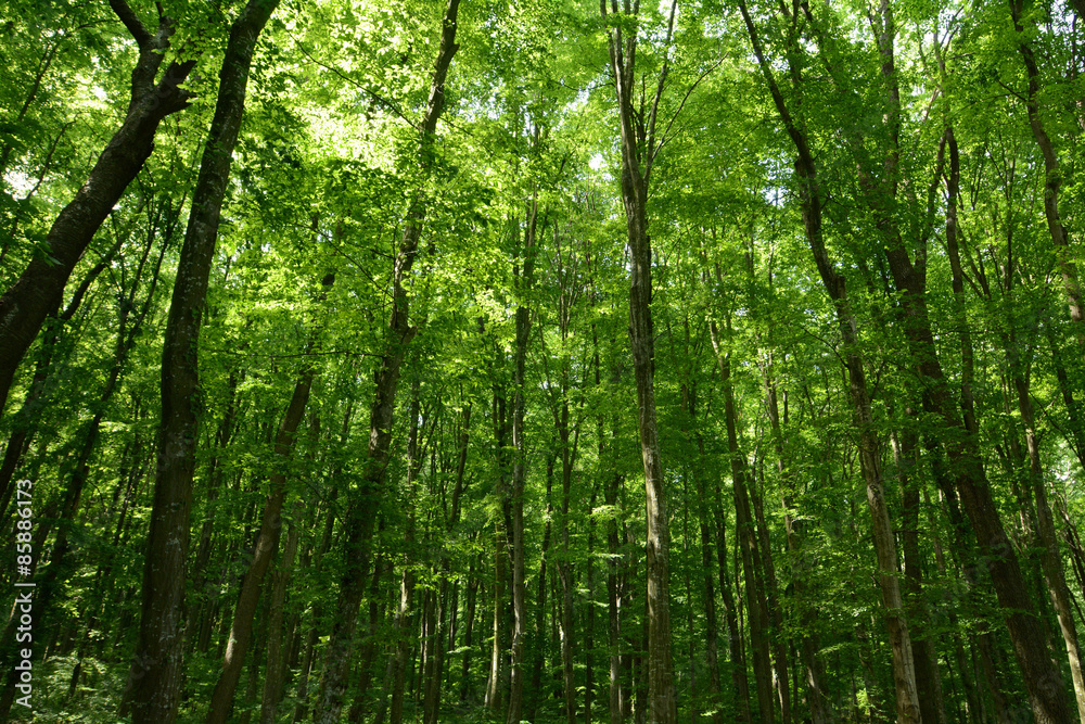 forest trees