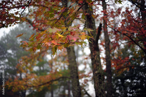 heber springs,arkansas