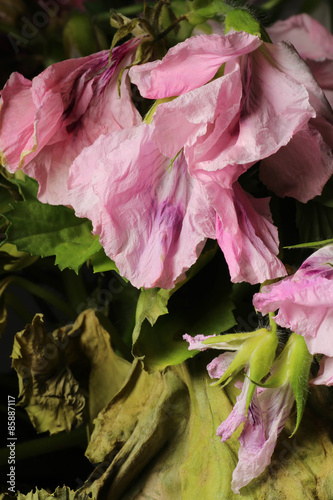 Fototapeta Naklejka Na Ścianę i Meble -  Closeup of faded geranium flower