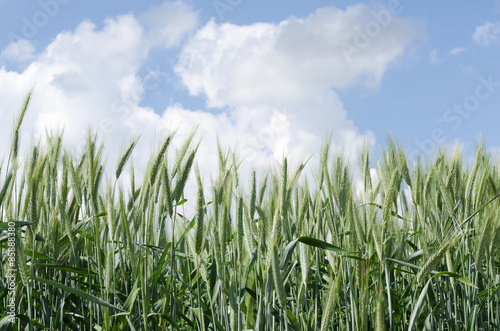 Field of rye