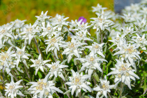 Leontopodium alpinum, flower Edelweiss, symbol of alps