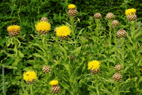 Fototapeta Naklejka Na Ścianę i Meble -  Gelbe Flockenblume – Centaurea macrocephala
