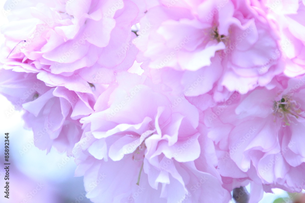 八重桜 八重桜