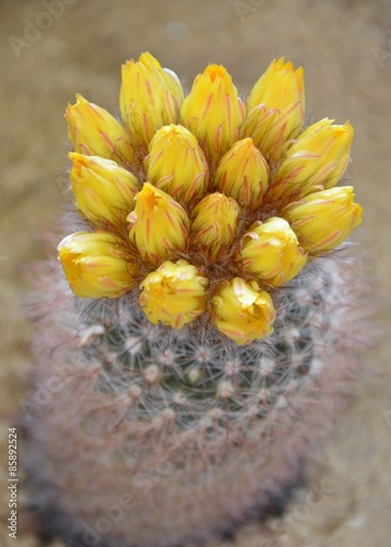 Kleiner Kaktus mit vielen gelben Blüten - Knospen