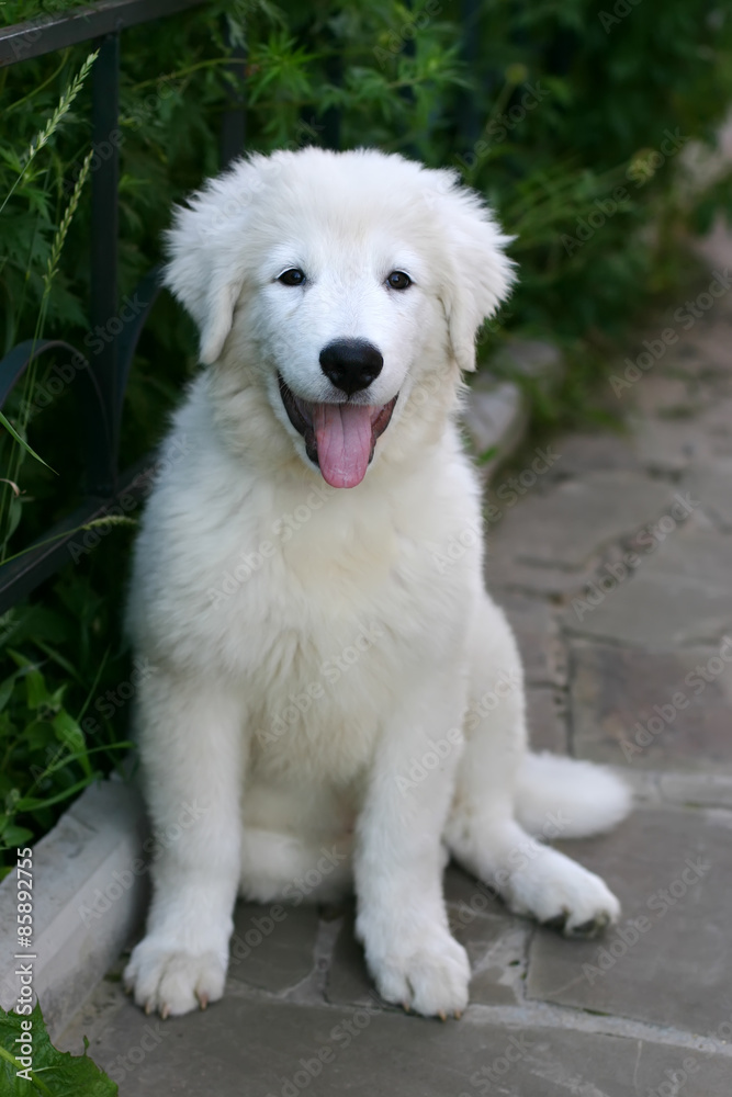 White Sheepdog puppy Portrait with tongue hanging out
