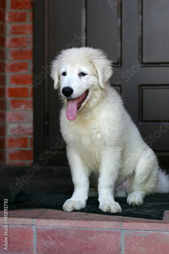 White Sheepdog puppy Portrait with tongue hanging out